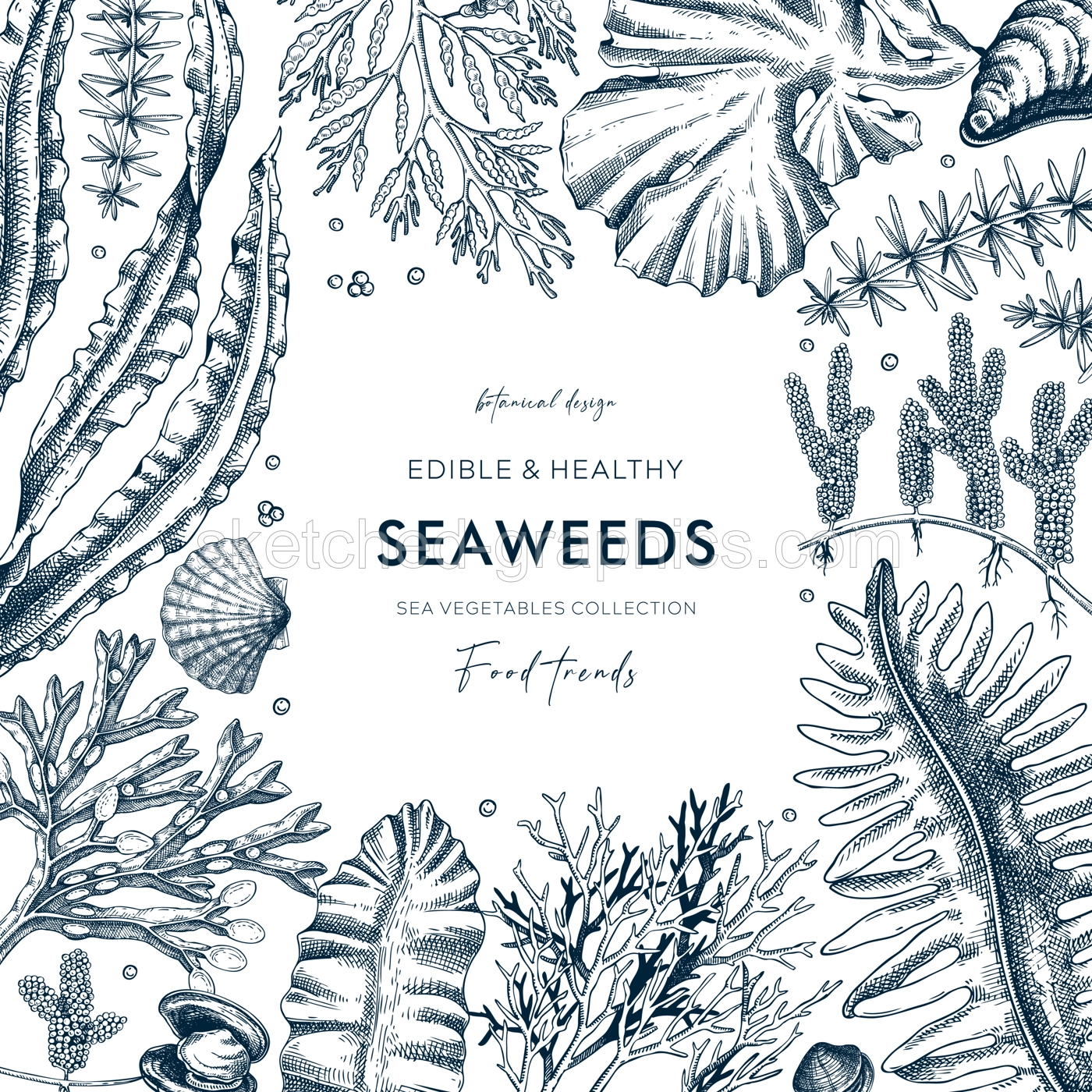 Seaweed vector card design in sketch style. Edible algae frame with golden kelp, wakame, kombu, hijiki, Irish moss drawings. Underwater plant botanical illustration for prints and illustrations Illustration